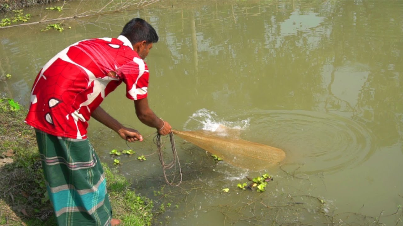 Cast Net Fishing | Traditional net fishing in village rpond | Fishing in Village by ABTVbd