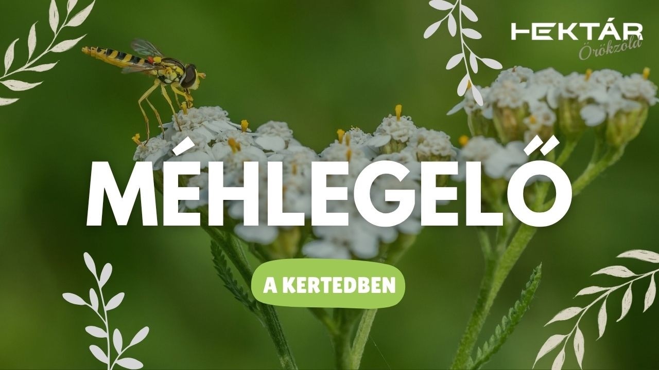 Beporzó-vonzó vadvirágok a kertekben - A méhektől zsongó ökotudatos, aszálytűrő kert titkai