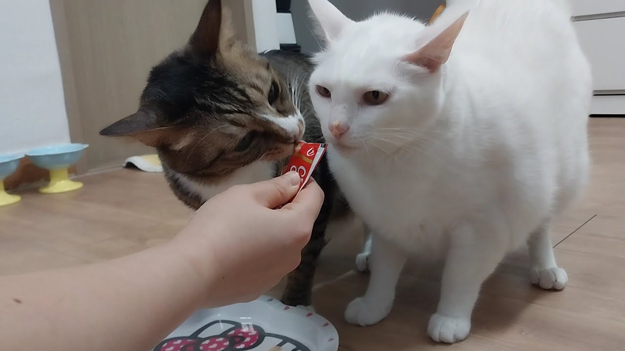 #츄르먹는 #고양이 #코숏 #힐링