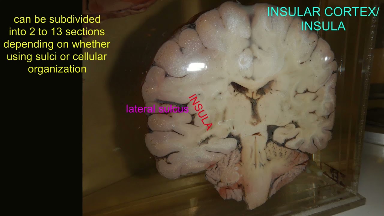 the insular cortex of the cerebrum