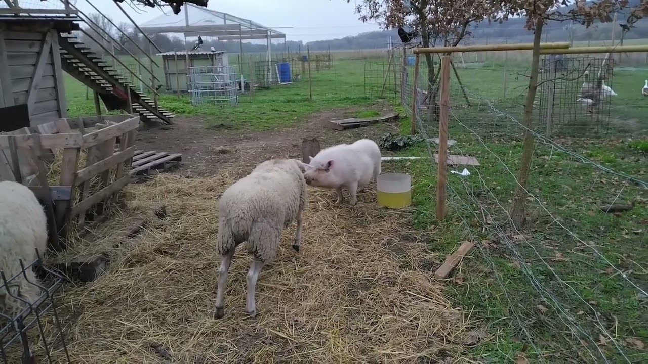 Premiere sortie des deux petits cochons