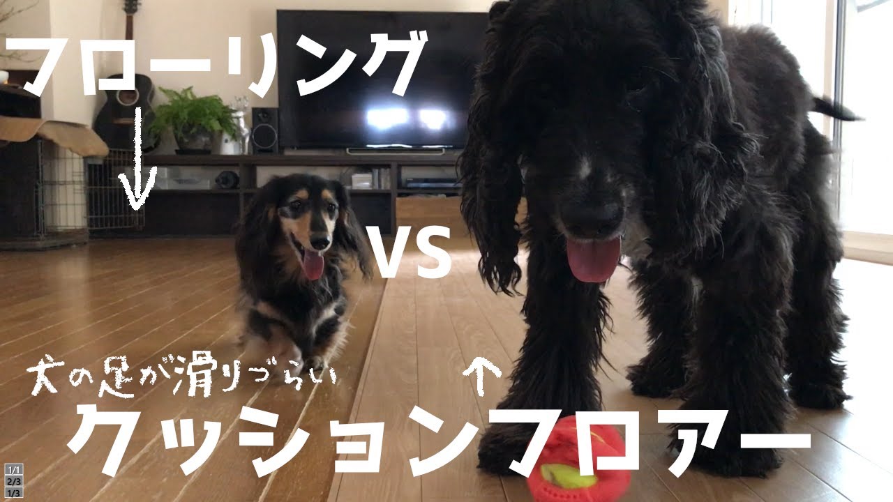 犬の足が滑らないクッションフロアーってこんなに滑らないんです