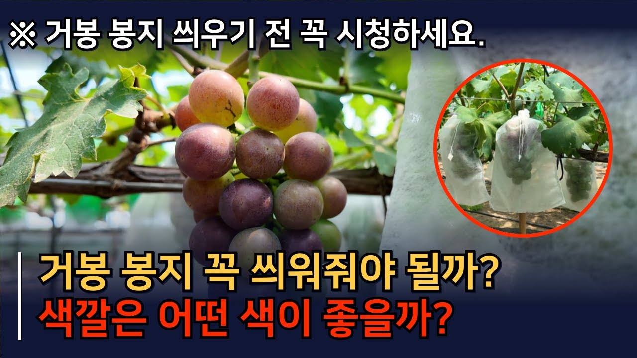 거봉 포도, 봉지 안씌우면 이렇게 될 확률이 높습니다. 거봉포도재배법