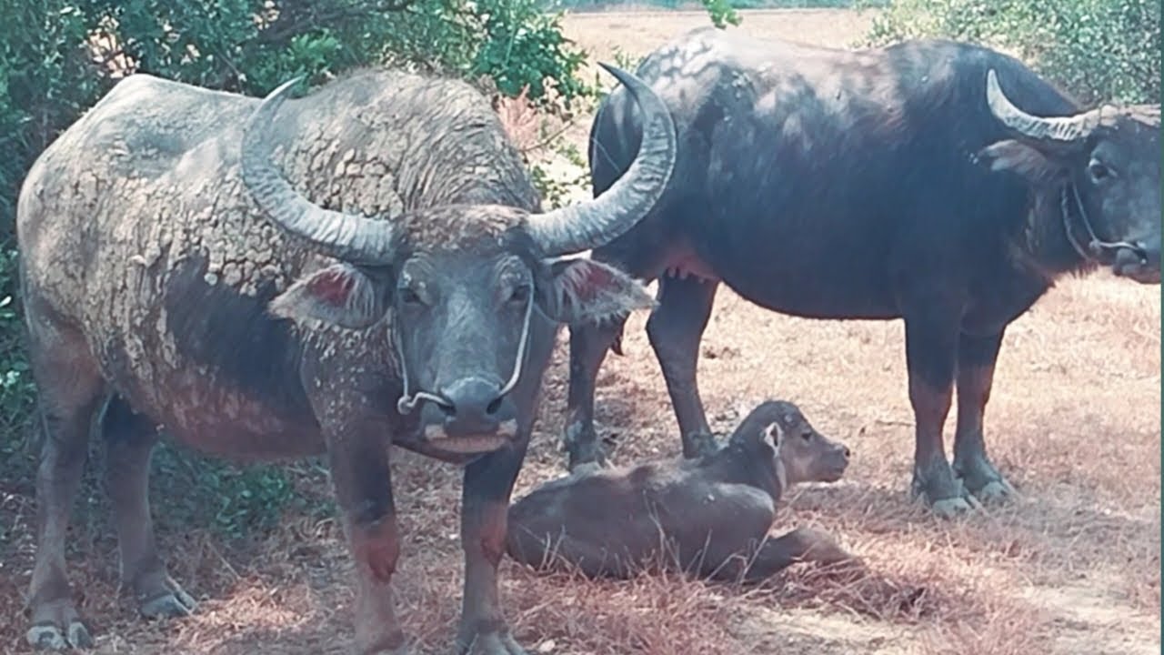 Big BUFFALO In the Field