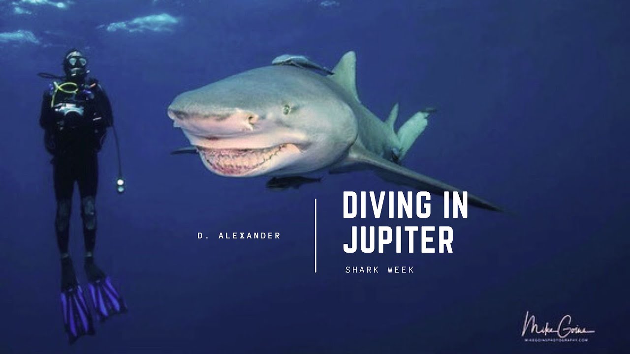 This is a Shark Dive in Jupiter, Florida - Bulls  and Lemon sharks