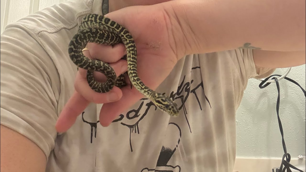 “Daily Vlog day 5 #love #reptiles #snake #nature #cute #2026 #happynewyear 