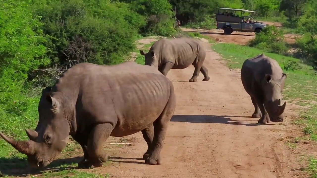 White Rhinos Sparring and Defecating in Kapama Game Reserve, South Africa