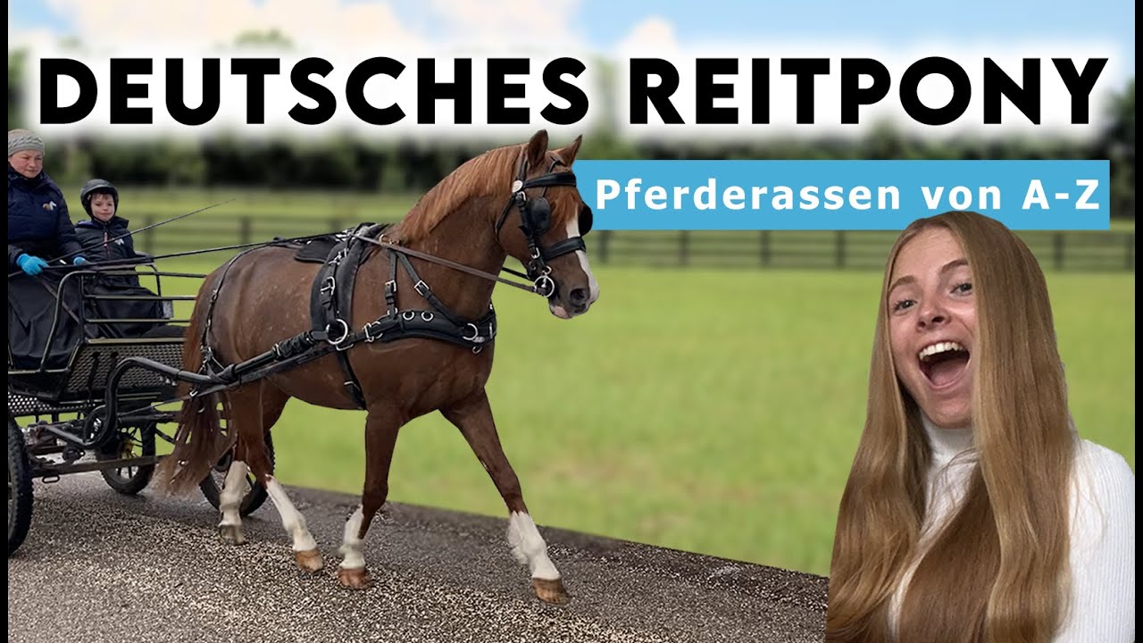 Pferderassen von  A-Z | 𝗗𝗲𝘂𝘁𝘀𝗰𝗵𝗲𝘀 𝗥𝗲𝗶𝘁𝗽𝗼𝗻𝘆 - Ponyzucht Pürstinger