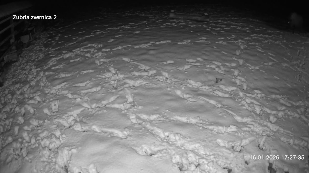 Zubria zvernica (cam213) 16.01.2026 o 17:33