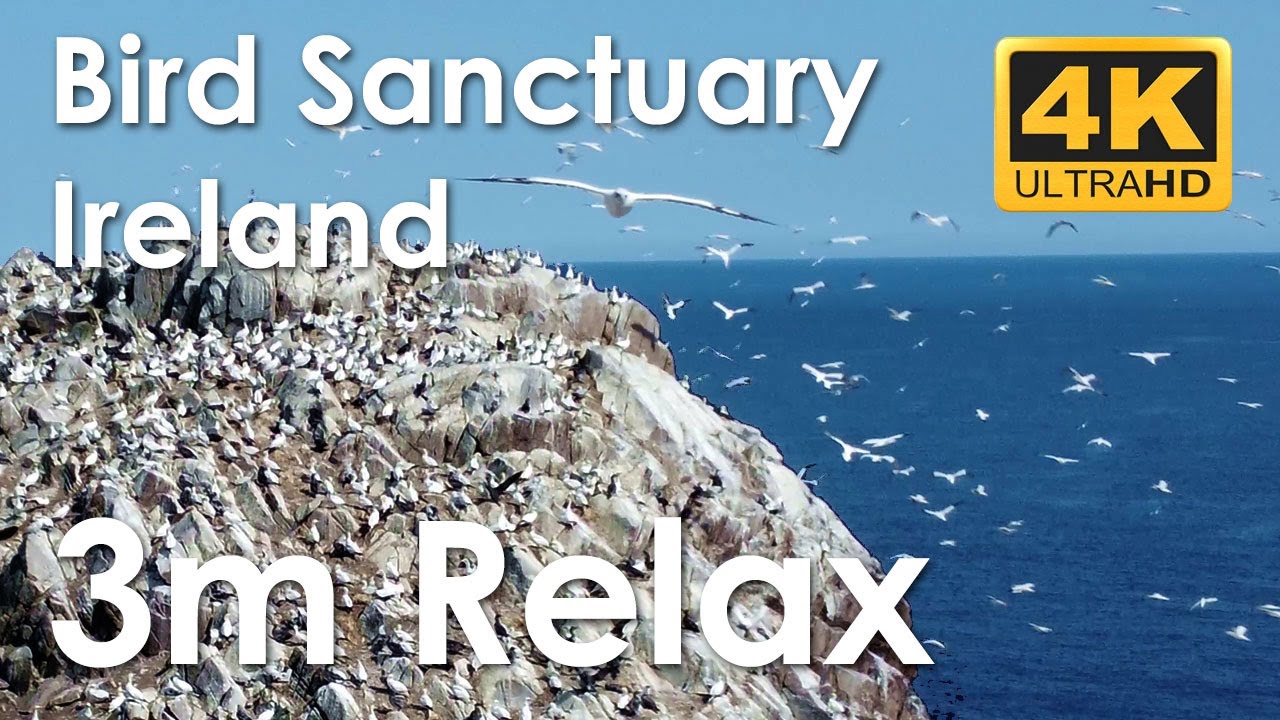 3m Relax bird sanctuary on Irish island