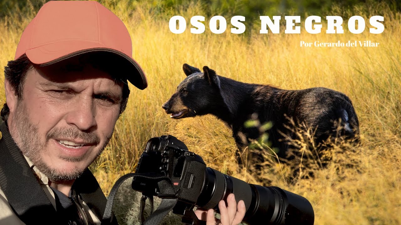 Encuentro con OSO NEGRO en México, la adrenalina de ver un  gran OSO  de cerca es algo único.