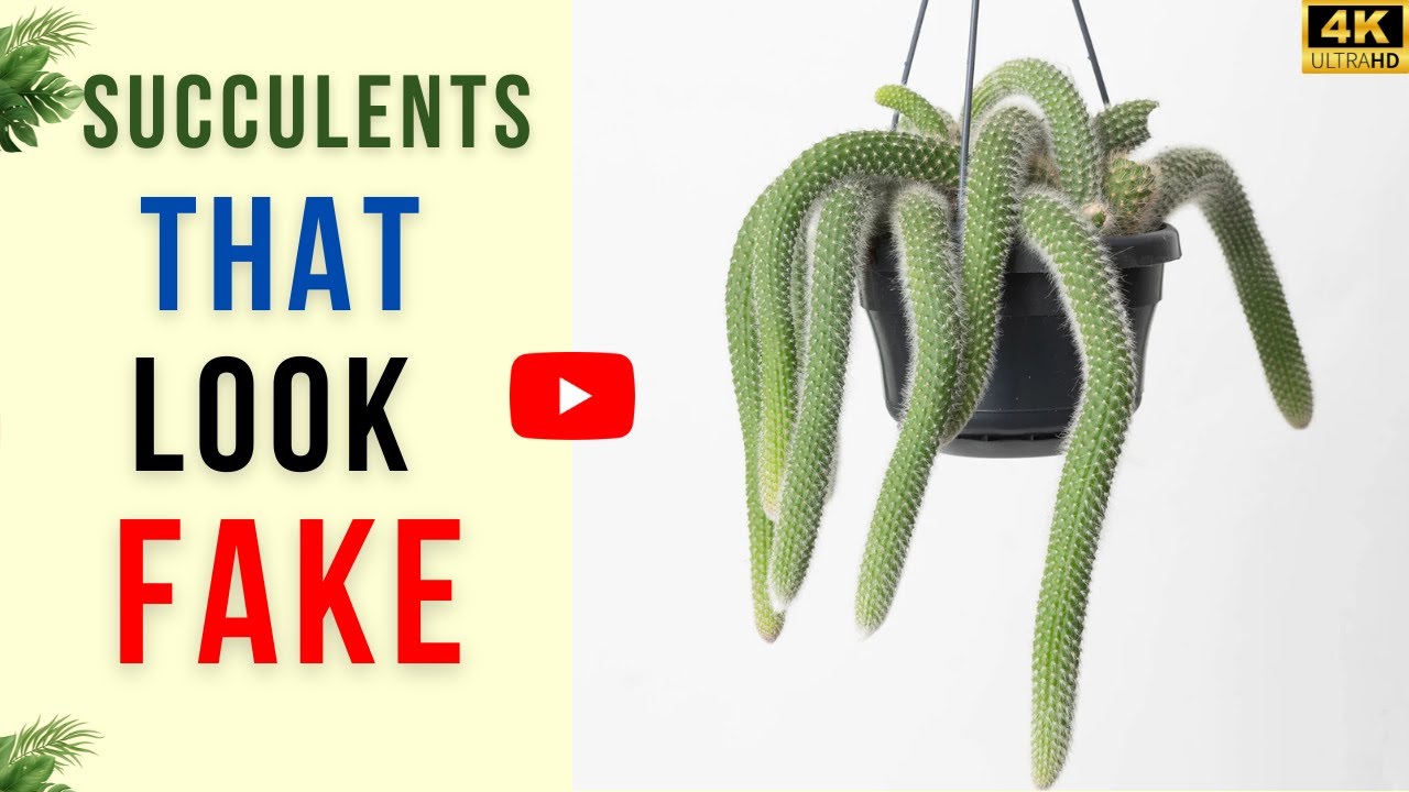 13 Succulents That Look Fake But Are Real | Nature Tricks Eyes