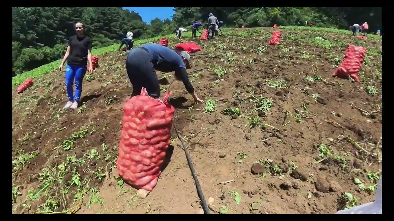 TE SORPRENDERÁ TODO LO QUE QUEDA BOTADO EN LOS CAMPOS DE SIEMBRA EN LA ZONA ALTA