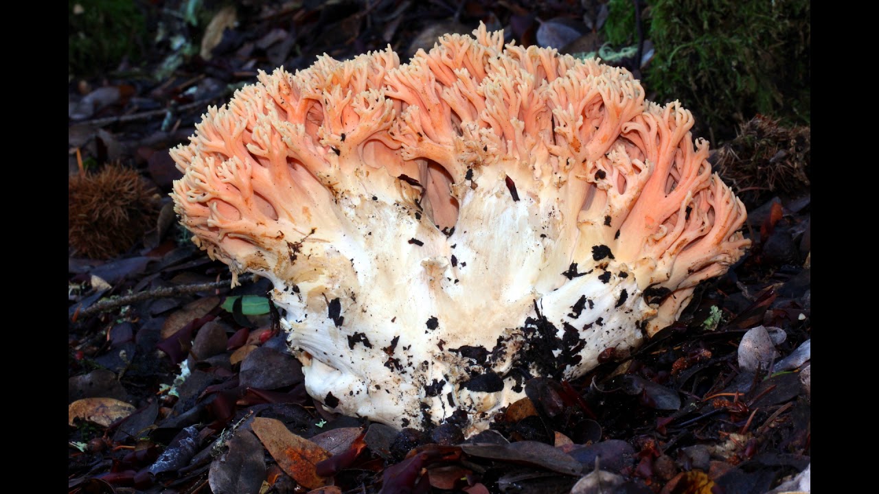 Ramaria formosa