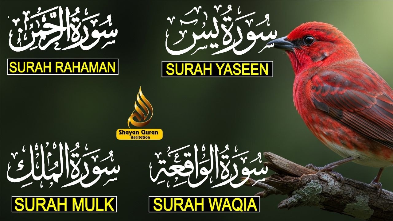 Surah Yaseen Surah Rahman Surah Al Waqia, Al mulk Soothing Quran recitation | murottal alquran merdu