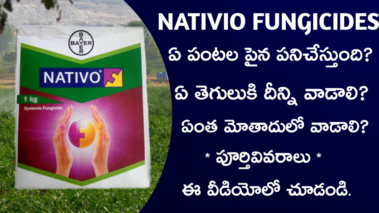 34- Best fungicide ౹ Bayer nativo full information in telugu by telugu raithu tips