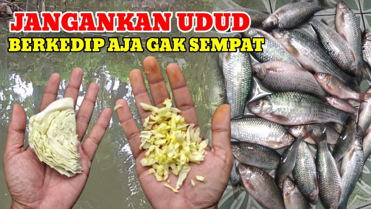UMPAN PALING SAKTI‼️SEKALI LEMPAR IKAN HABIS