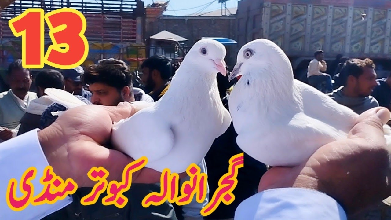 13) Gujranwala Kabootar mandi |گجرانوالہ کبوتر منڈی  | Gujranwala Birds Market| @amjadaliofficial528