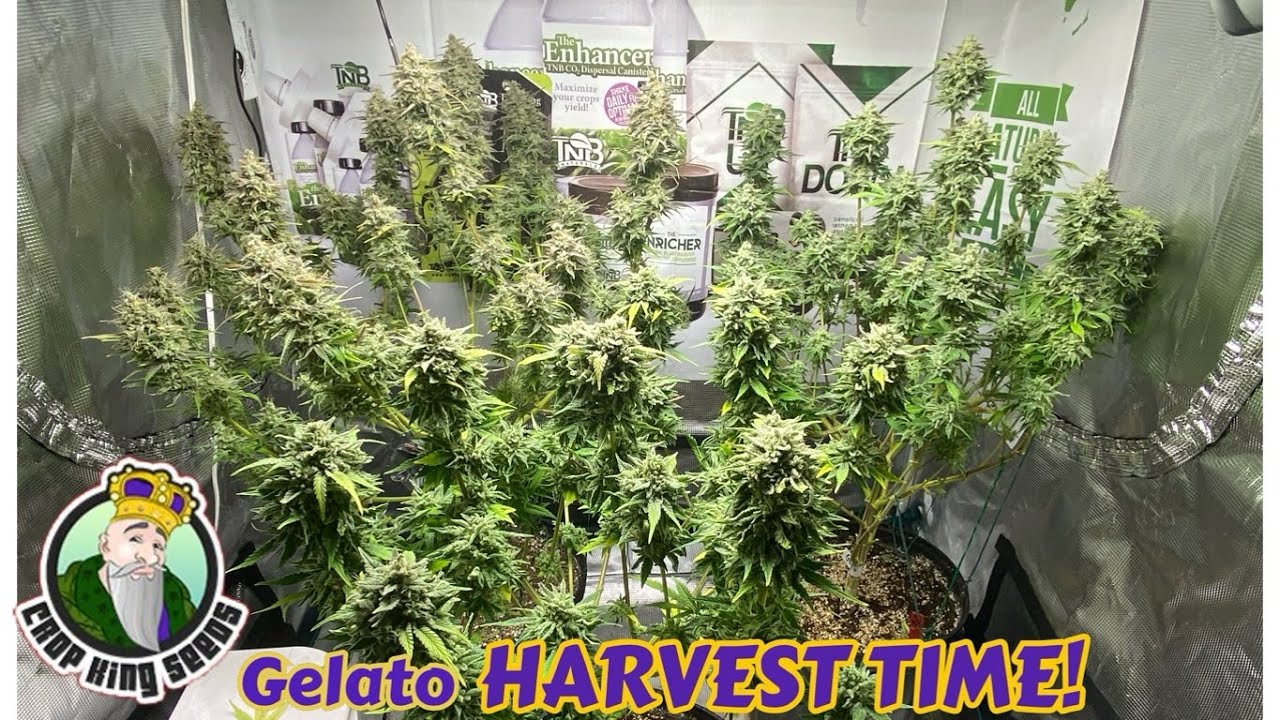 HARVEST DAY for Crop King Seeds Gelato grown with Mars Hydro TS1000, TNB Naturals, AC INFINITY