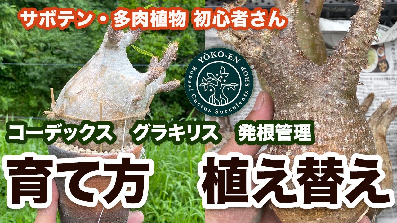 【 コーデックス・グラキリス 】発根管理　育て方　管理方法