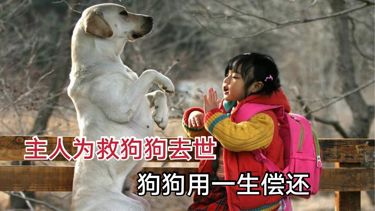 【米虫】主人为救狗狗意外离世，狗狗用一生偿还，从头哭到尾的电影《人狗奇缘》