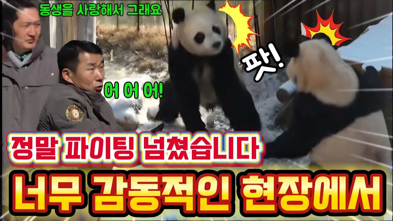 에버랜드 판다월드 💢 1월24일 루이 언니가 동생에게