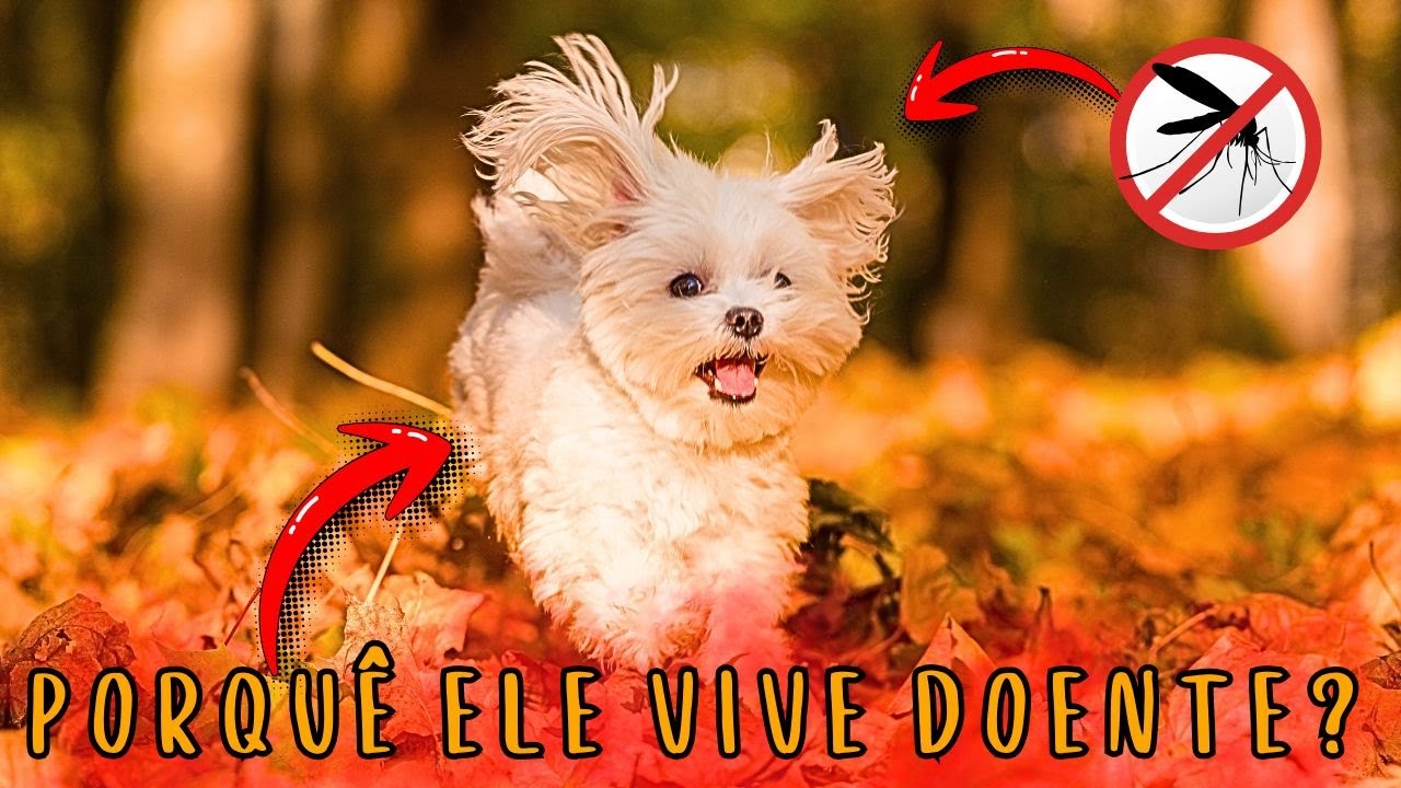 DOENÇA CURA MAS VOLTA COMO ELIMINAR DE VEZ DOENÇAS DO SEU CÃO SEM TANTOS REMÉDIOS