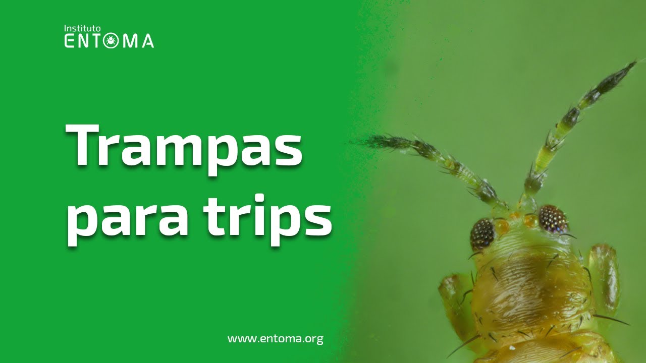 👨🏻‍🏫 Trampas de color para el CONTROL DE TRIPS plaga - VideoBLOG ENTOMA 📚📝