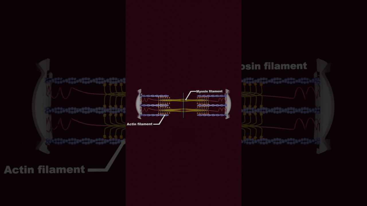 Muscle contraction | actin and myosin
