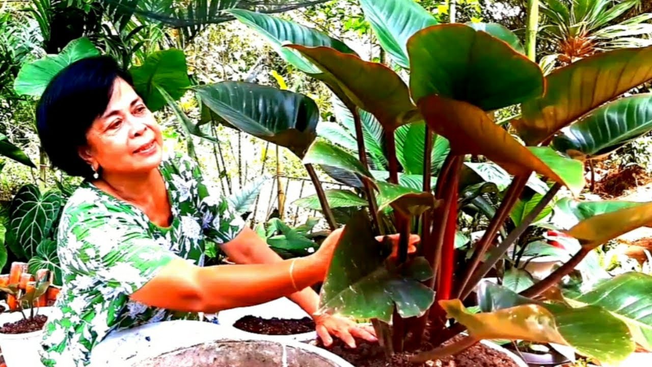 mabisang paraan sa pagpaparami ng ROJO / RED CONGO.