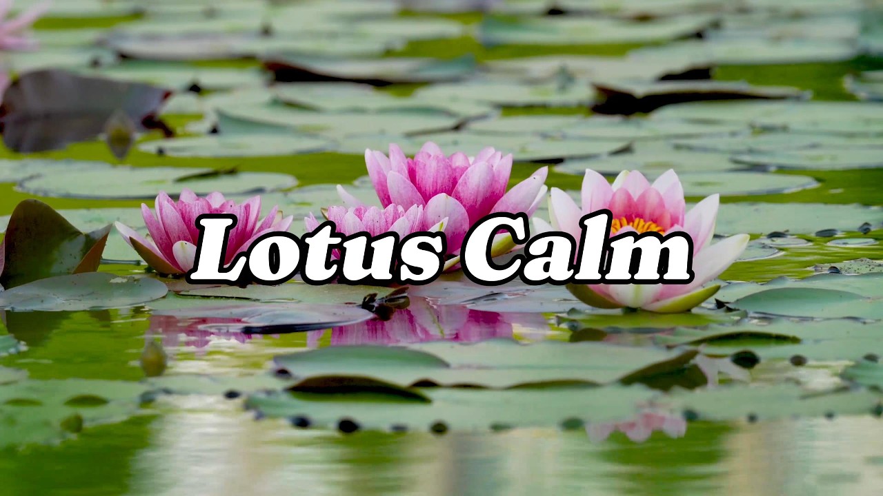 Lotus Pond Lofi 🌸 23 Minute Calm Study Session
