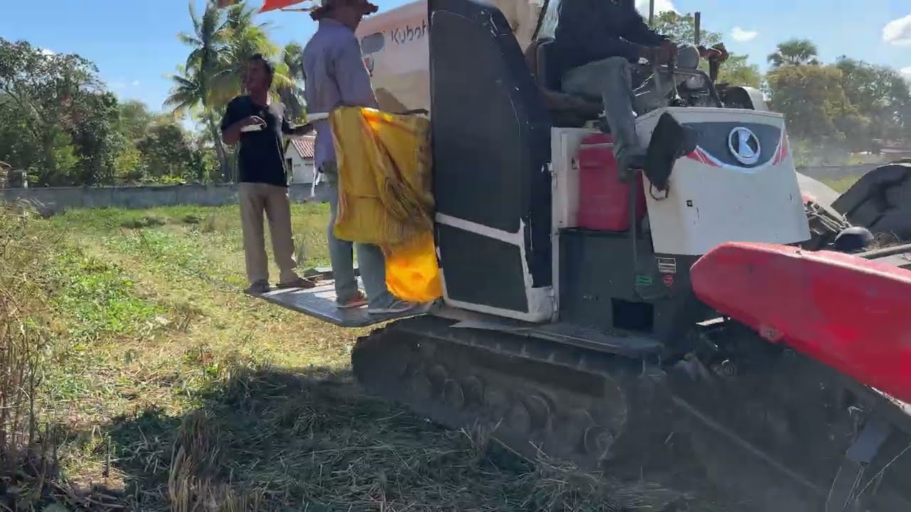 Harvesting Rice by Machine | Fast & Modern Rice Farming