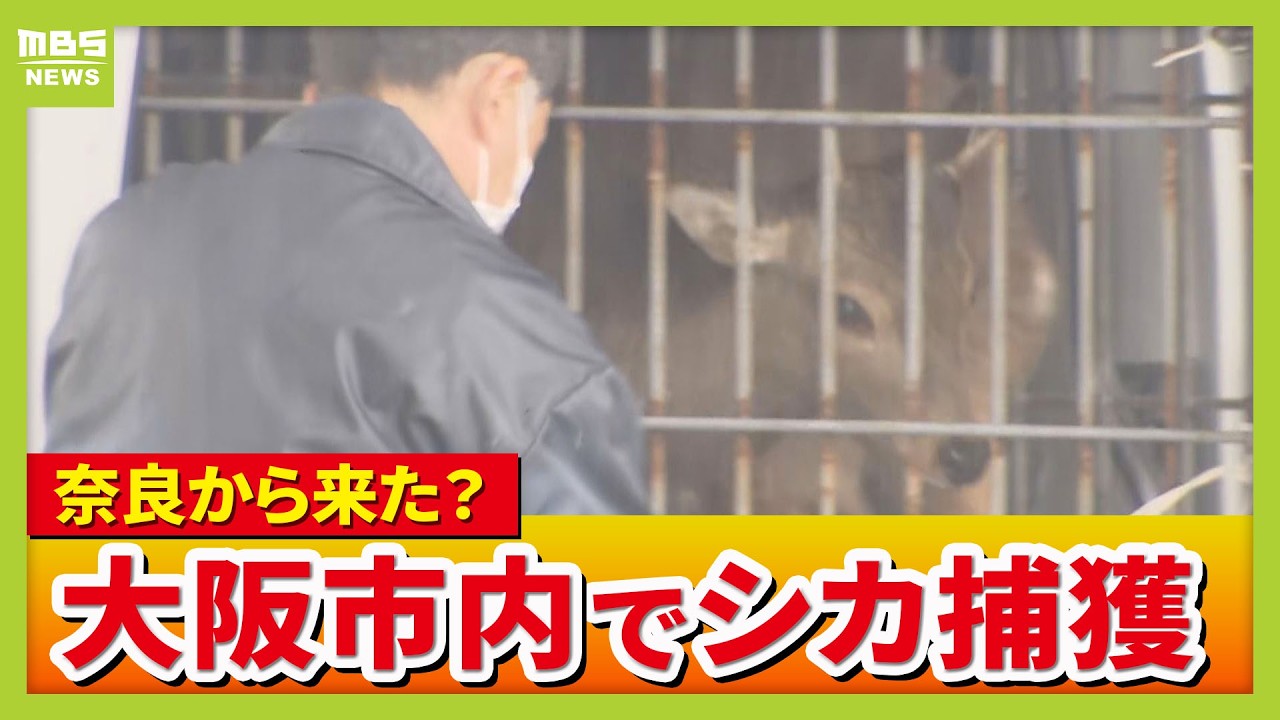 【捕獲の瞬間】大阪府警の施設に入り込んだシカを捕獲　大阪市内で目撃相次ぐシカか　奈良公園から来た可能性も（2026年3月25日）