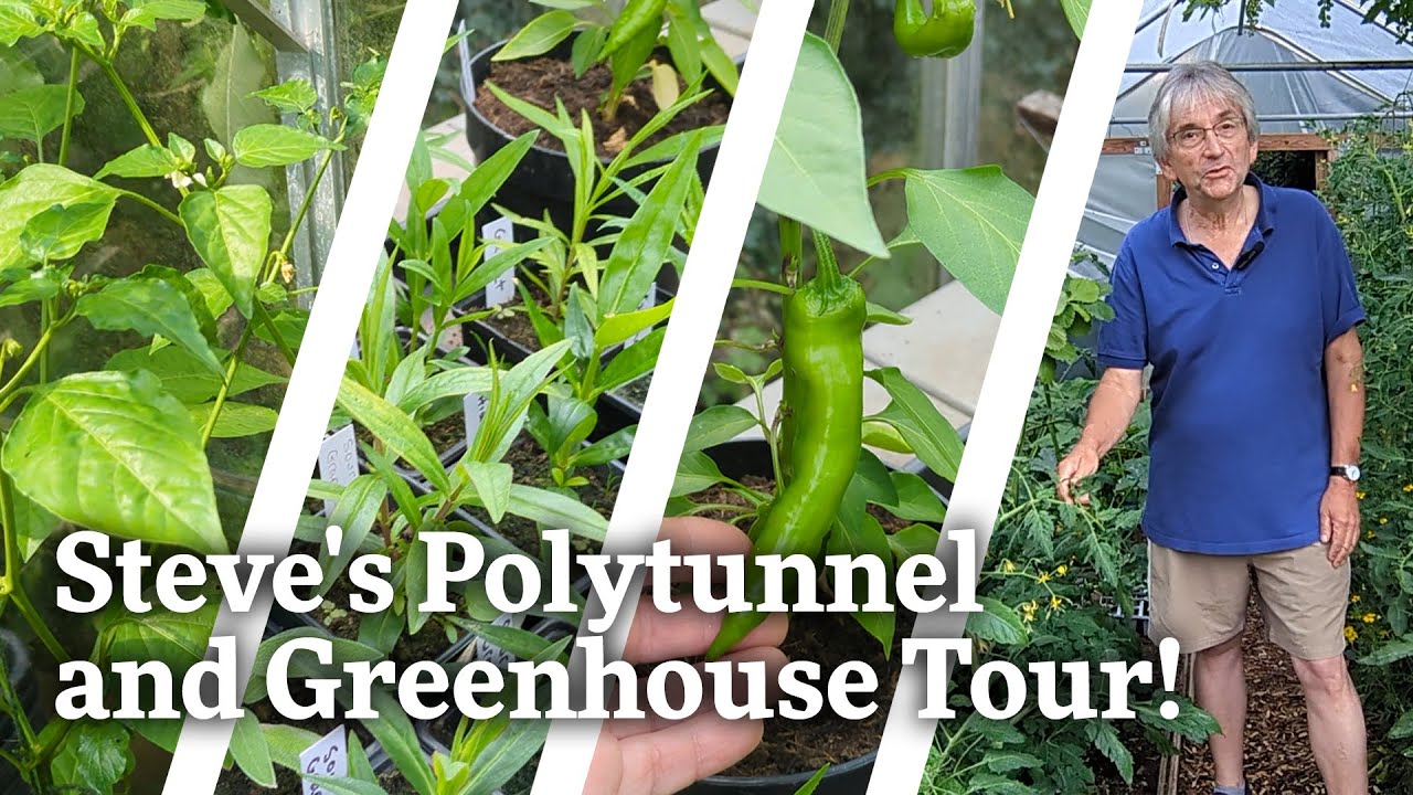 Steve's Polytunnel and Greenhouse Tour!