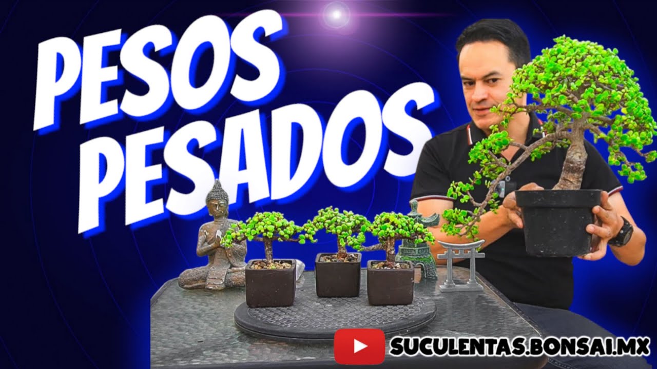 GRANDES TRASPLANTES BONSAI 😎🌳✂️🍃