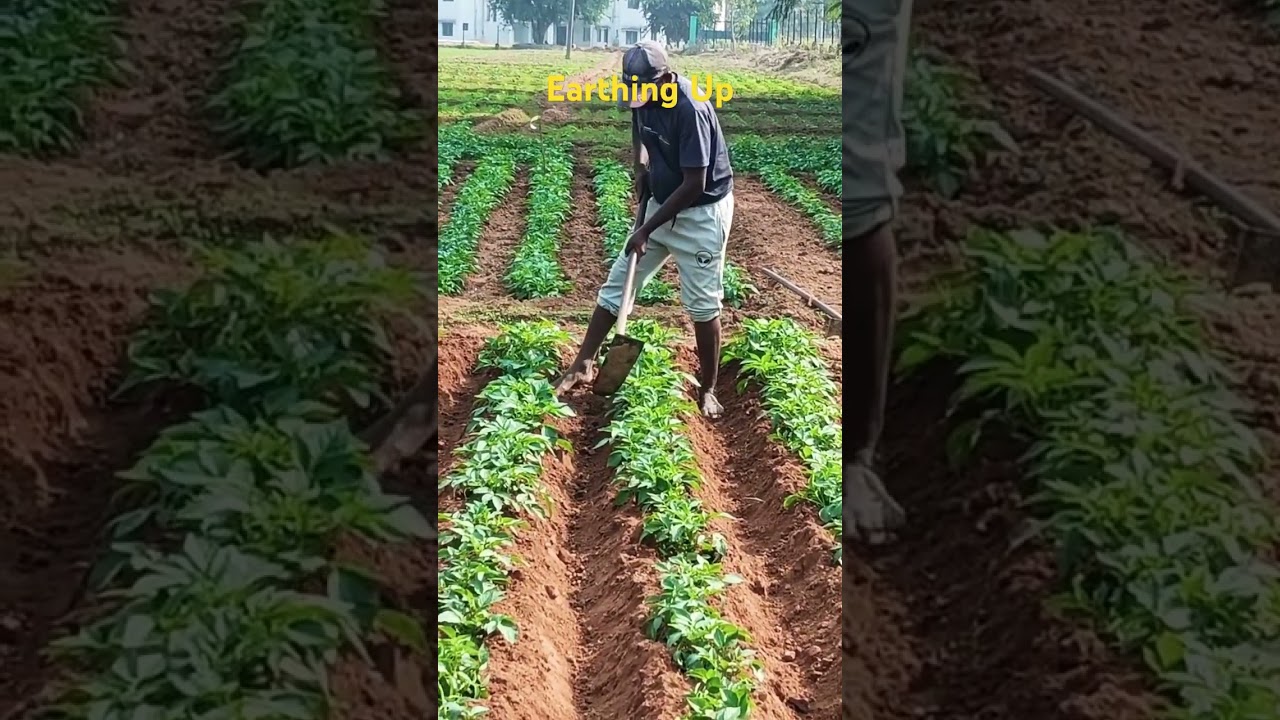 Earthing Up in Potato #agriculture #potato cultivation @ #farming