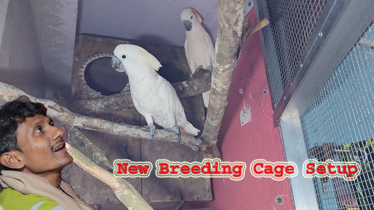 Cockatoos Breeding Cage Setup Making With Perfect Breeding Box.