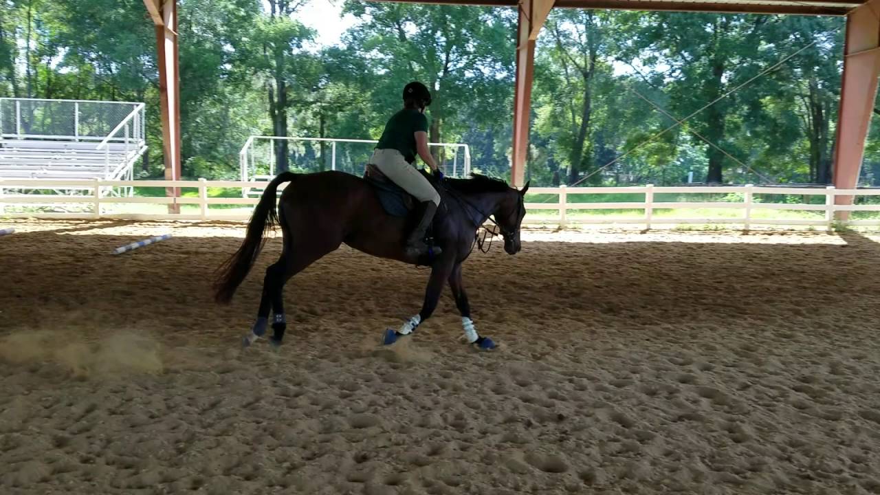 Whatever - 2006 OTTB Mare TIP Qualified and ready to go!