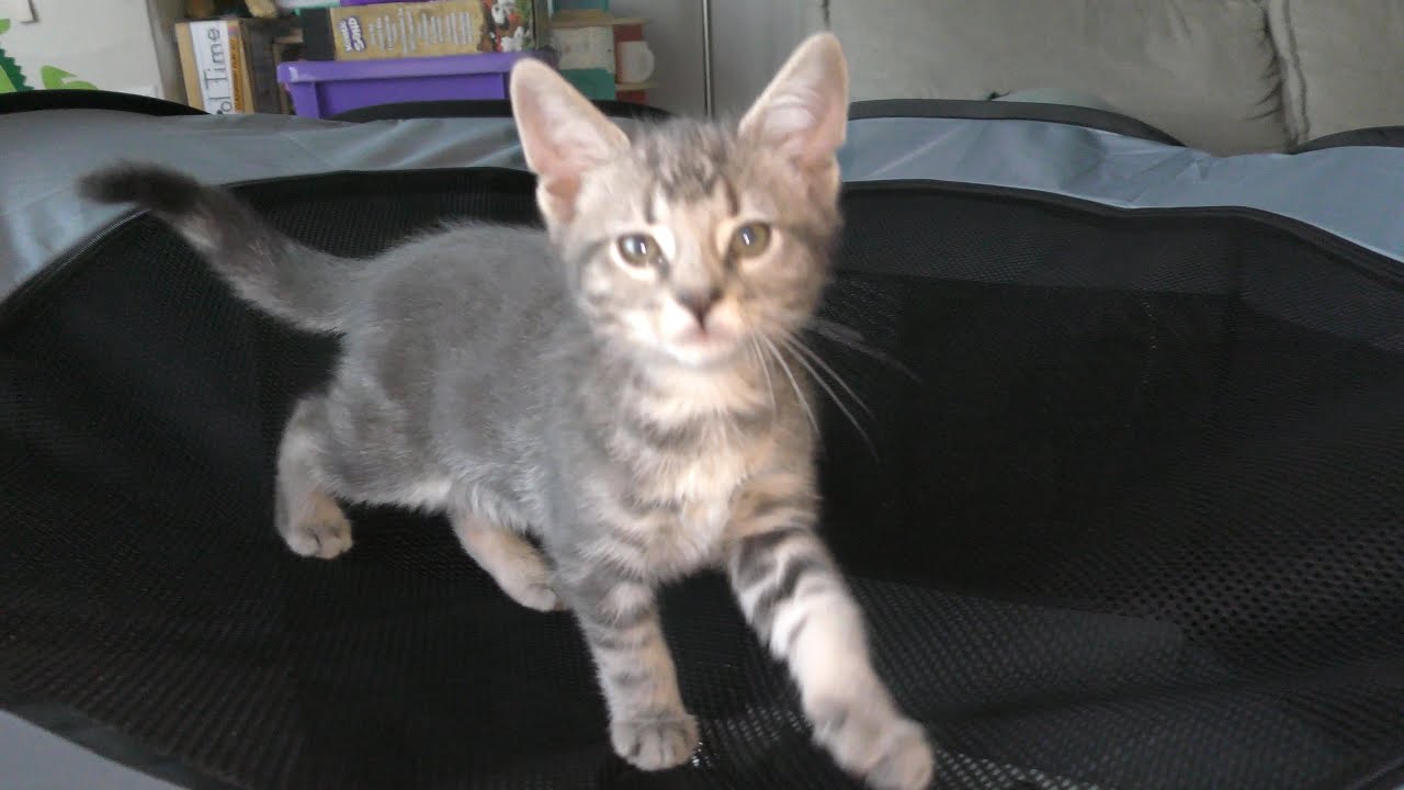 Playpen for Kittens