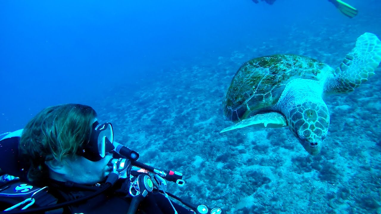 Scuba Diving Adventure in Tenerife's Atlantic Ocean with Turtles, Seahorses, Rays, and Barracudas