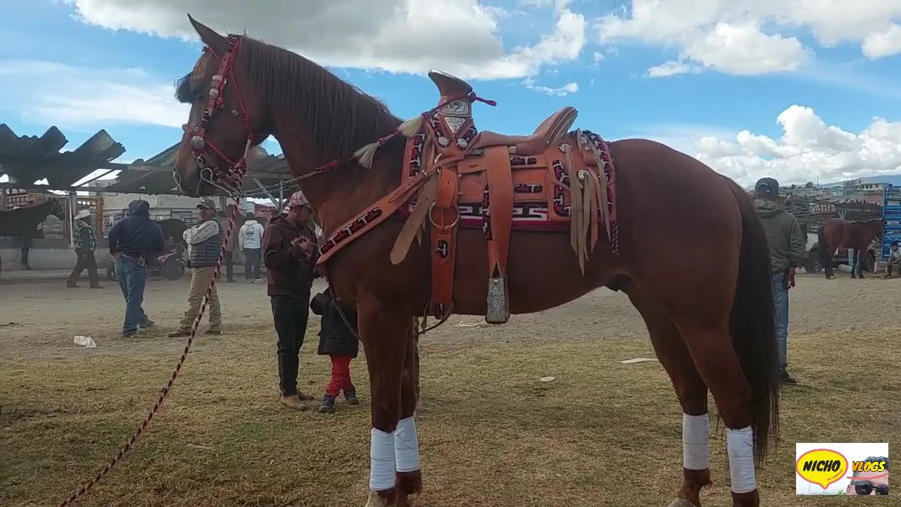 LA IMPACTANTE PLAZA GANADERA EL RANCHO LAS TABLAS,POTROS,CABALLOS,YEGUAS Y MAS.