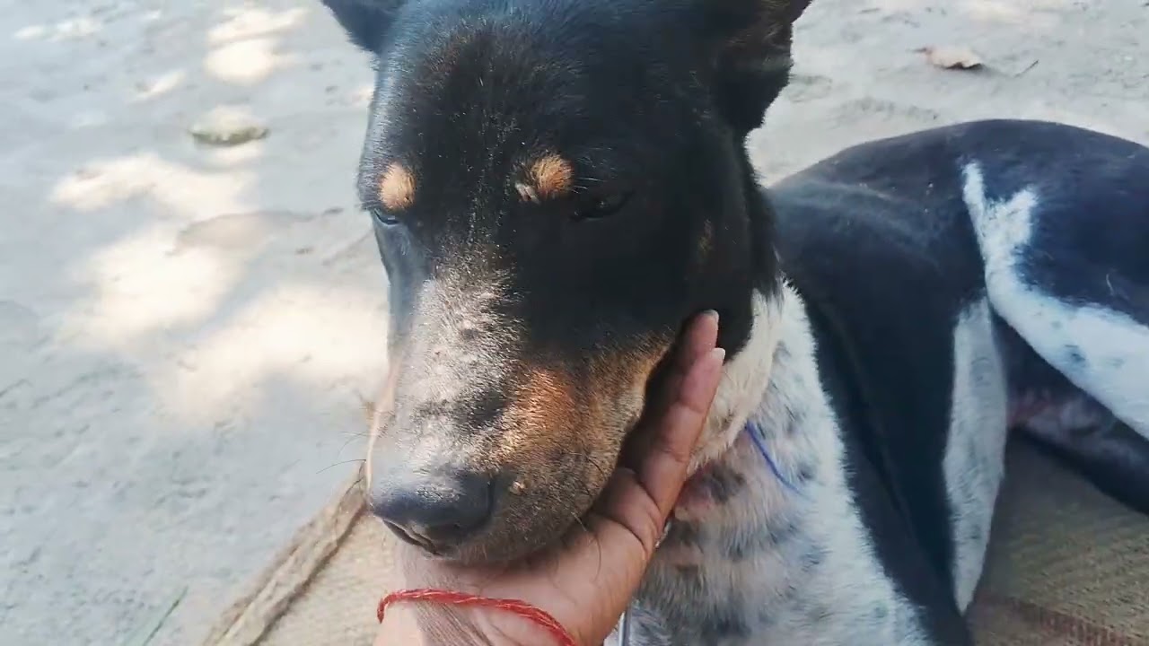 फूलों कुछ कह रही है 😱😍🫠 Phoolon Kuchh kah rahi hai #viralvideo #trending ##dailyvlog #minivlog 