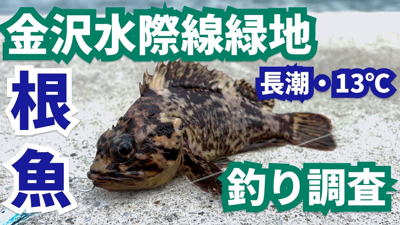 【根魚】まったりエサ釣り in金沢水際線緑地｜#vlog #釣り初心者 #浜王 #神奈川 #海釣り