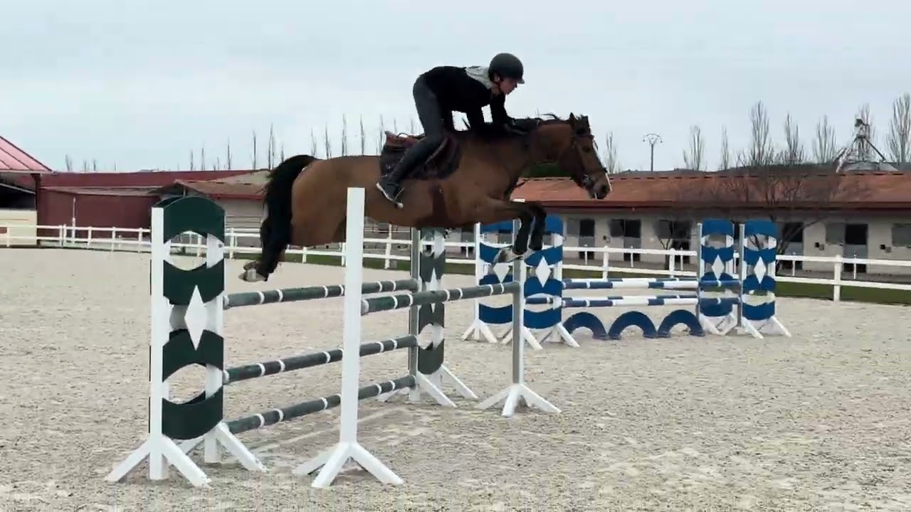 THELMA TER DOORN Z (Toulon / Sir Lui) - 2019 Mare - Training - January 2026