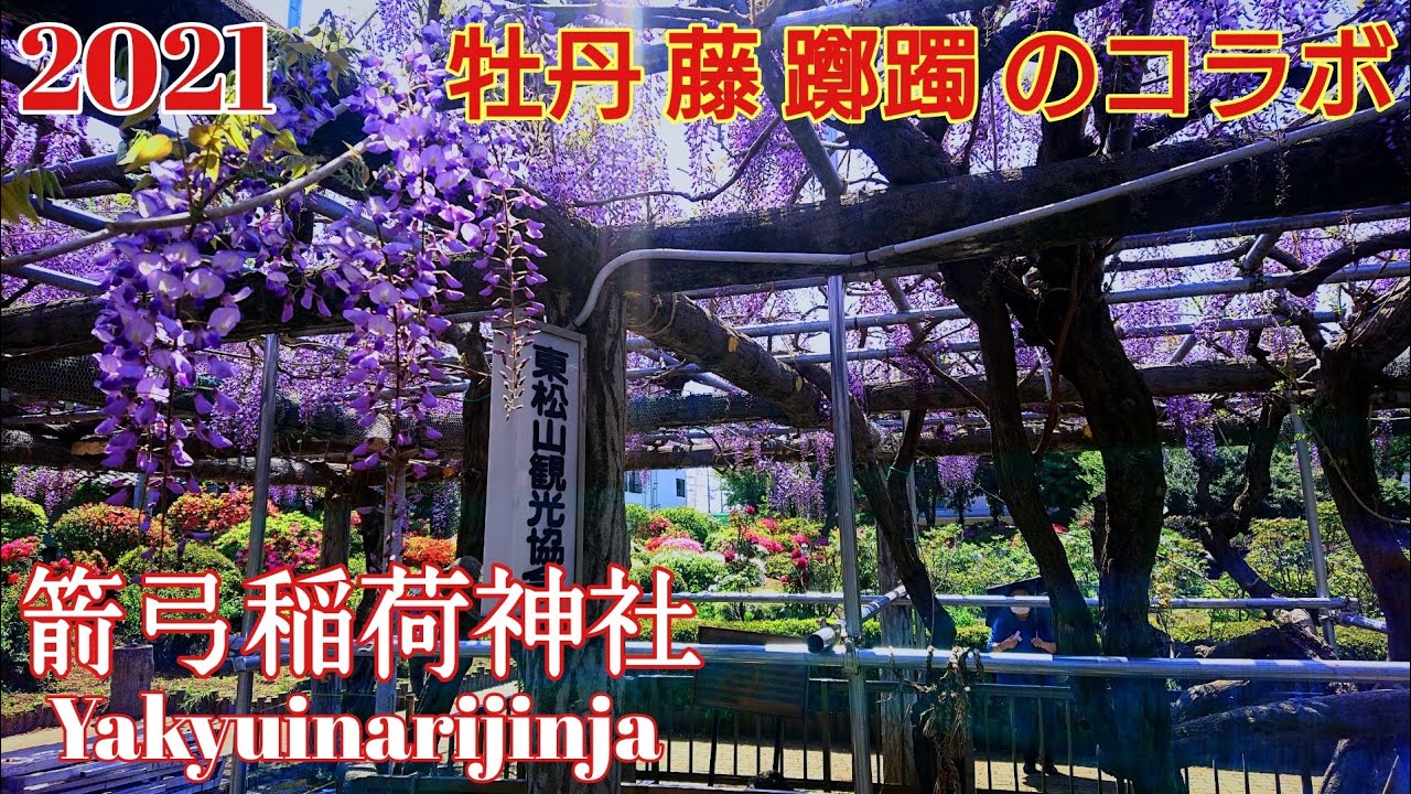 埼玉 おすすめパワースポット‼️ 牡丹と藤と 『箭弓稲荷神社』 見事な彫刻は必見