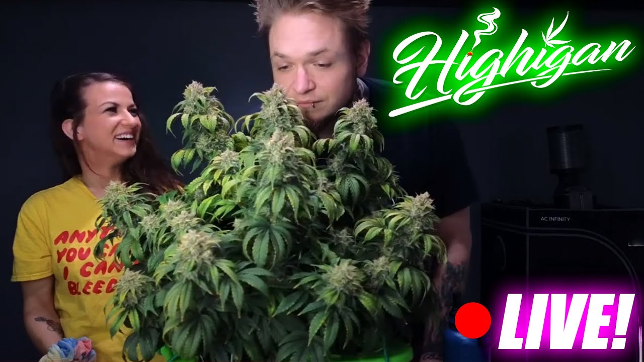 Highigan Sunday Live! Now In 4k!🔥