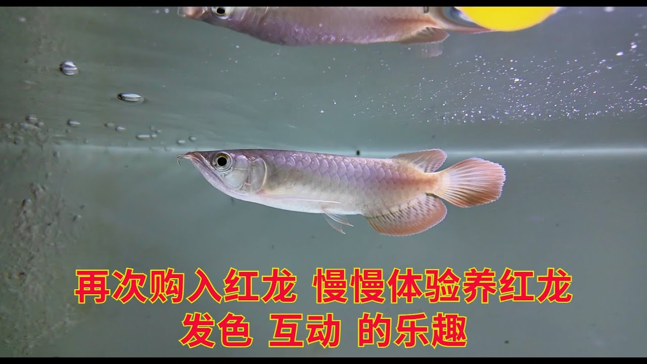 再次购入红龙 慢慢体验养红龙 发色 互动 的乐趣