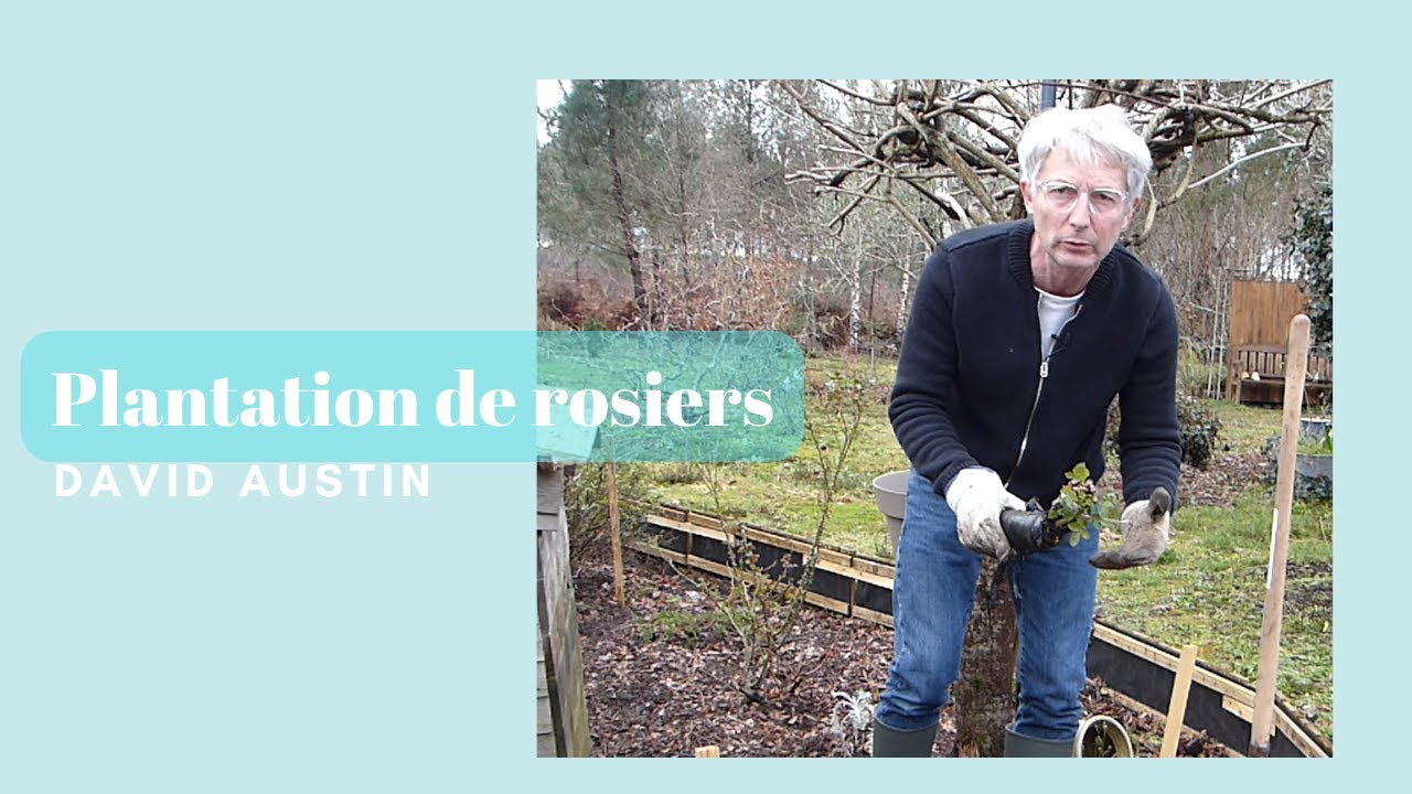 Comment planter des rosiers David Austin ? Pour une floraison réussie - Monjardindansleslandes