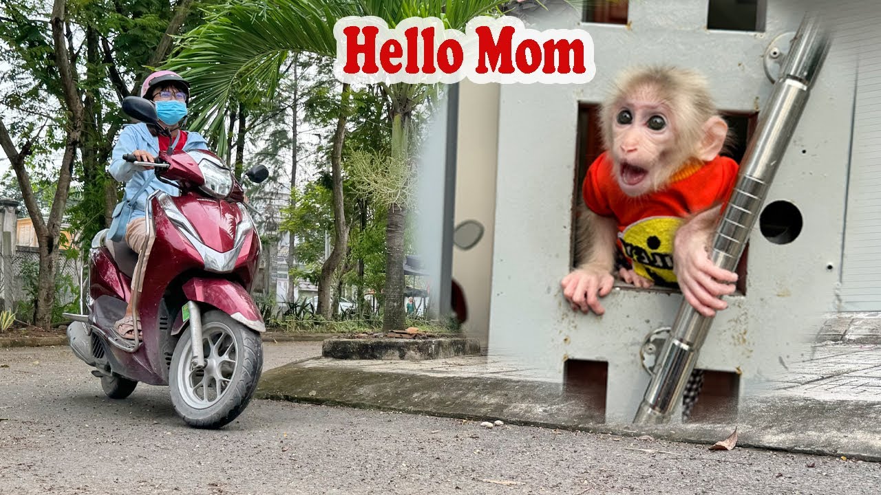 The way Lucky the monkey shows his love to his mother