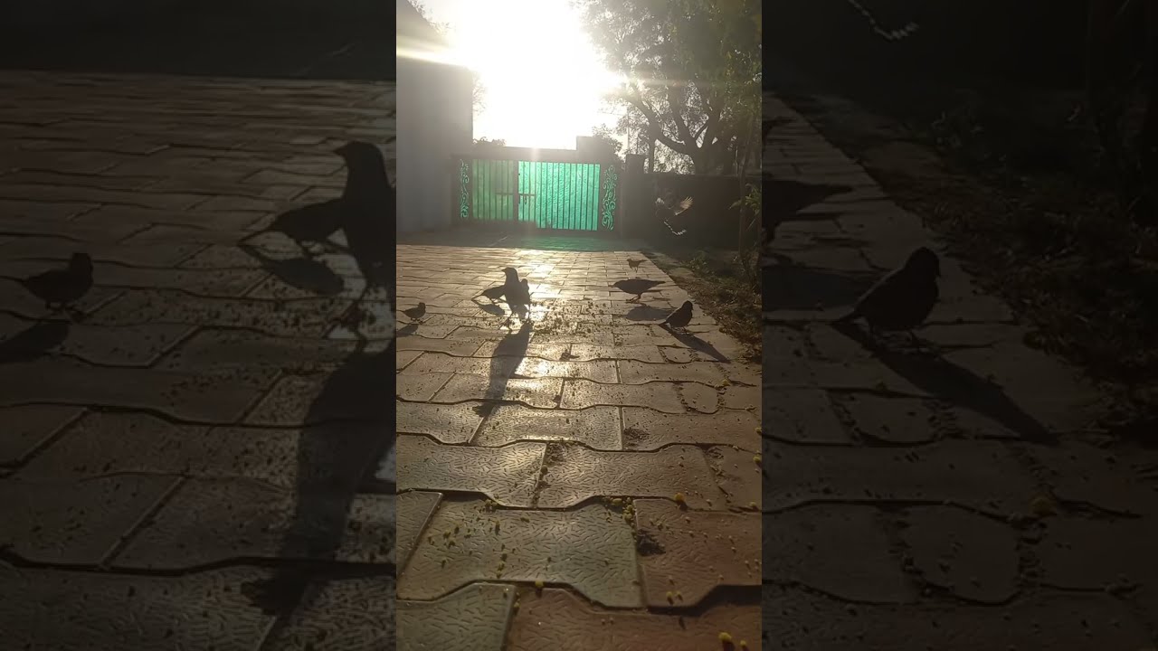 Good Morning with Birds 🐦